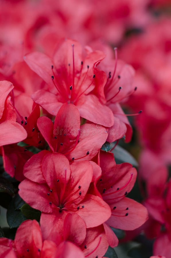 Bellissimo e vivace albero di fiori di azalea che fiorisce nel giardino botanico di Kiev Fiori luminosi Chiudi fotografie stock Bellissimo e vivace albero di fiori di azalea che fiorisce nel giardino botanico di Kiev Fiori luminosi Chiudi fotografie stock