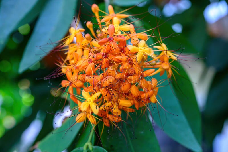 Bellissimo fiore di arancione Ashoka o Saraca asoca che fiorisce durante la stagione estiva in Thailandia. Family Fabaceae immagine stock