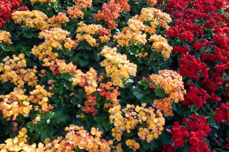 Bellissimo fiore di begonia verde e giallo in giardino fotografie stock