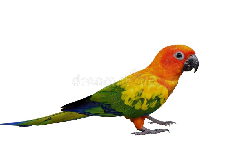 Bellissimo pappagallo giallo dalla testa alla coda e gli artigli si isolano