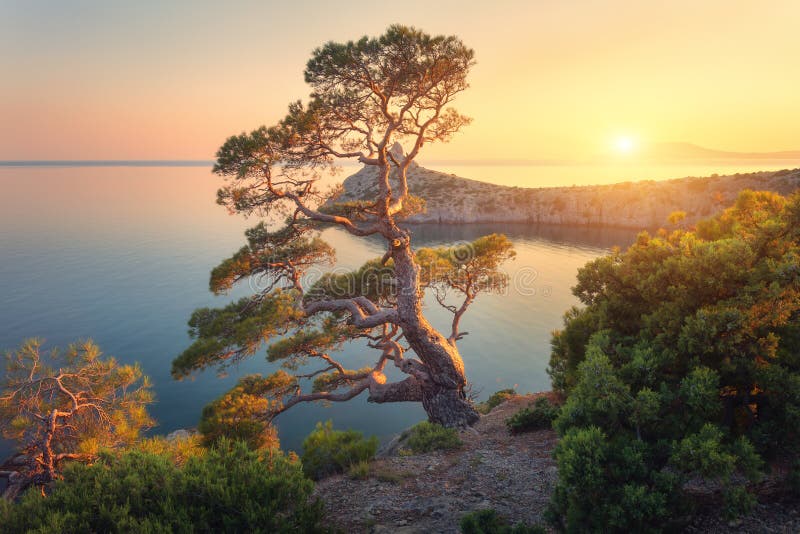 Bellissimo albero sulla montagna al tramonto fotografie stock libere da diritti