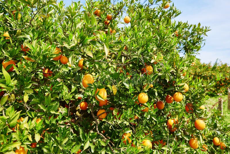 Bello boschetto arancio nel Marocco del Nord