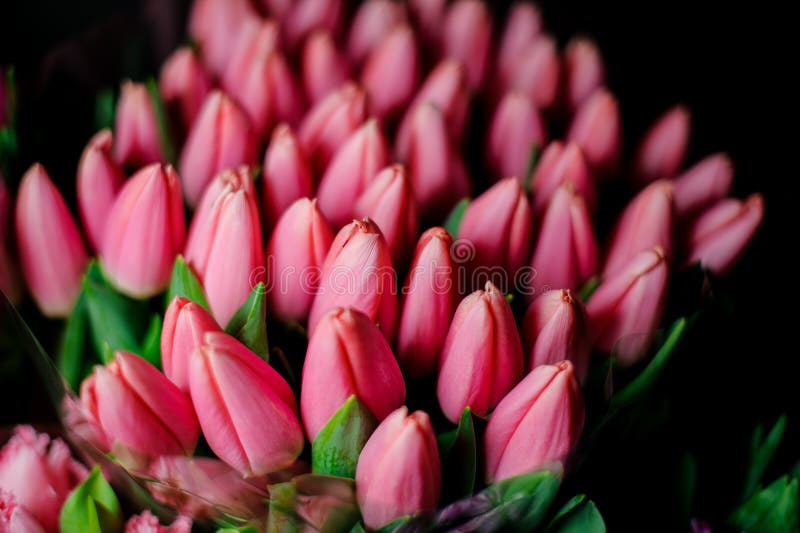Bello bouquet di tulipani di colore rosa, con foglie verdi nella carta trasparente di imballaggio fotografia stock