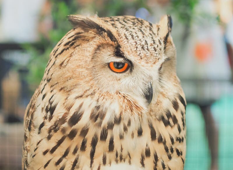 Bello bubo di Owl Bubo - di Eagle immagini stock libere da diritti