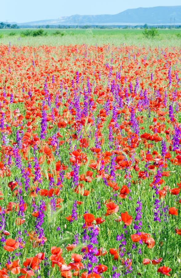 Bello campo di estate. fotografia stock. Immagine di nave 17317054