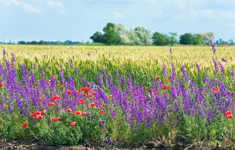 Bello campo di estate. fotografia stock. Immagine di esterno 18499420