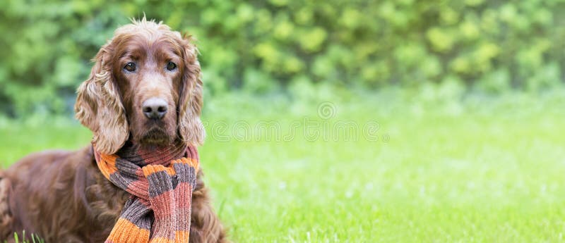 Bello cane che porta una sciarpa fotografia stock libera da diritti Bello cane che porta una sciarpa fotografia stock libera da diritti