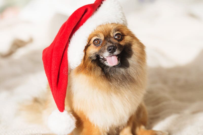 Bello cane pomeranian in cappello rosso di Santa fotografia stock libera da diritti Bello cane pomeranian in cappello rosso di Santa fotografia stock libera da diritti