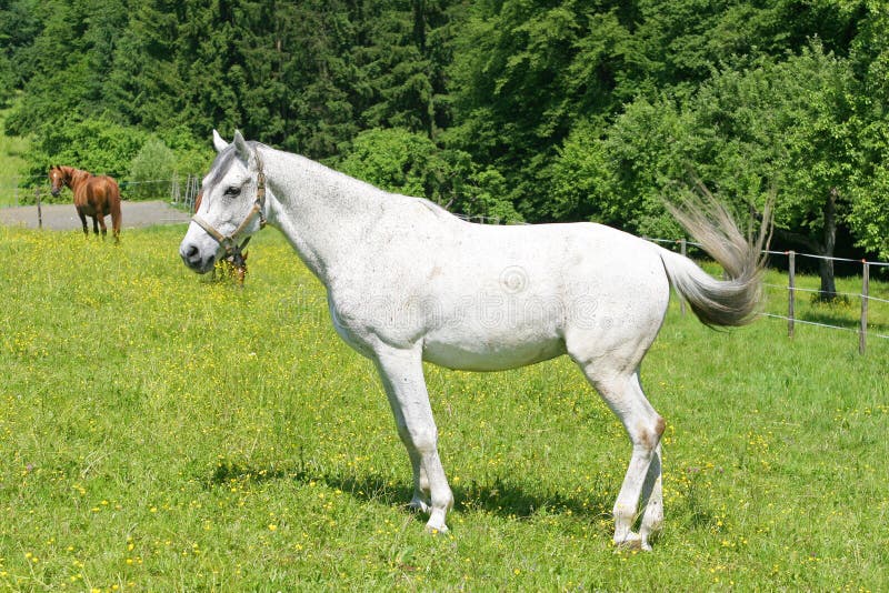 Cavallo e cane immagine stock. Immagine di bello, cantone 3777273