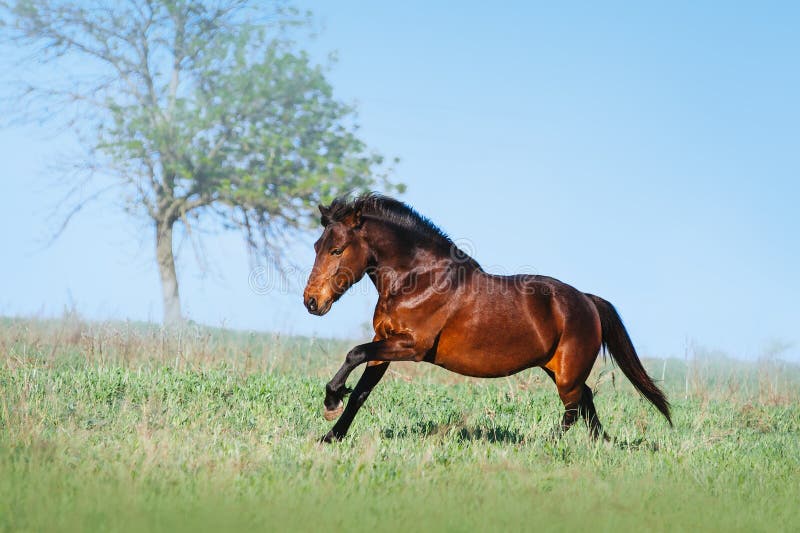 Bello cavallo di Brown che galoppa sul campo verde su un fondo leggero fotografia stock libera da diritti Bello cavallo di Brown che galoppa sul campo verde su un fondo leggero fotografia stock libera da diritti