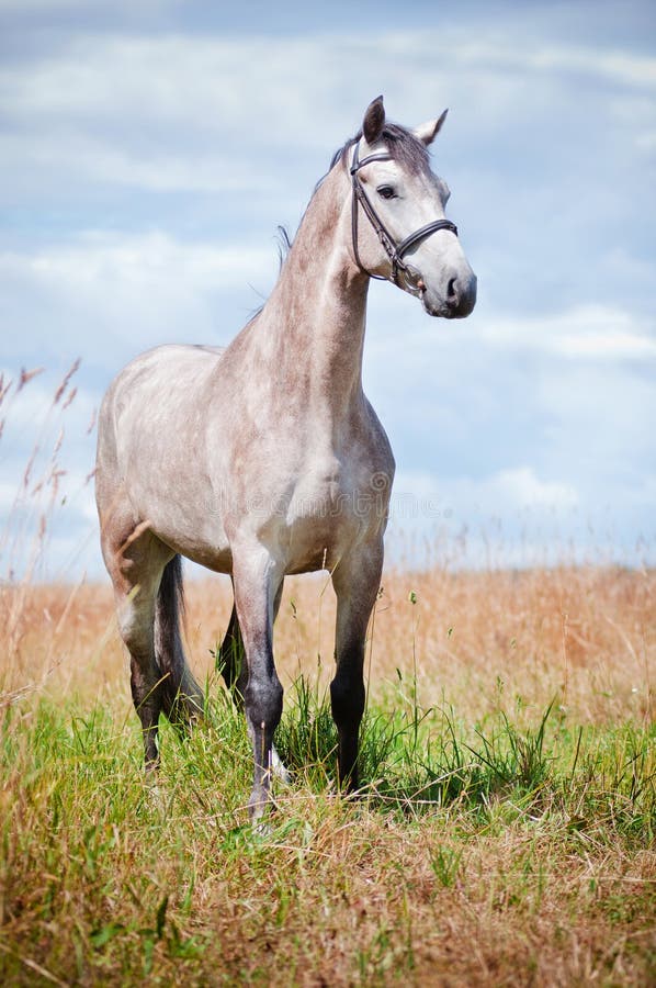 Bello Cavallo Grigio Di Warmblood Dell Olandese Su Un Campo Fotografia Stock Immagine Di Prato Libero 32399582