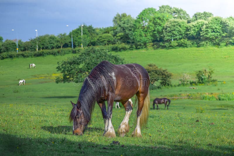 Bello cavallo marrone che pasce in un prato e che mangia erba in un campo verde fotografia stock libera da diritti Bello cavallo marrone che pasce in un prato e che mangia erba in un campo verde fotografia stock libera da diritti