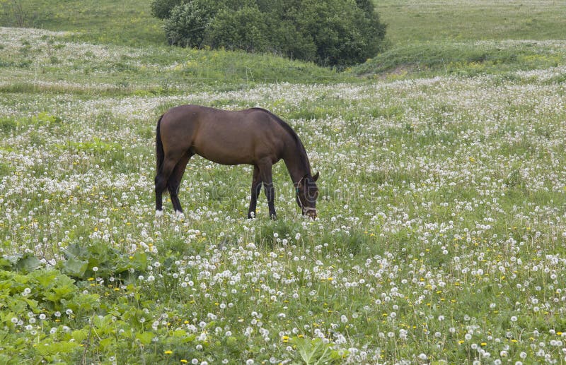 Bello cavallo sul campo dei denti di leone fotografie stock libere da diritti Bello cavallo sul campo dei denti di leone fotografie stock libere da diritti