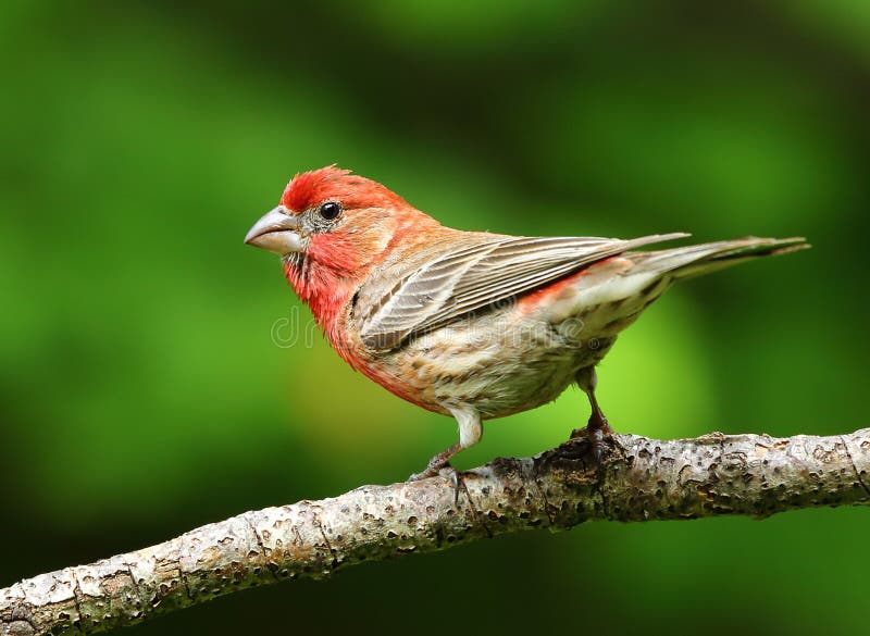 Bello ciuffolotto messicano maschio fotografia stock
