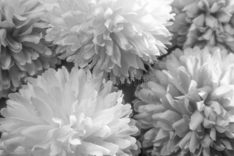 Bello Color Abstracto Flores Negras Sobre Fondo Blanco Y Marco Azul Gráfico  De Flores Blancas Y Textura De Hojas Oscuras Fondo Osc Foto de archivo -  Imagen de marco, modelo: 181418808