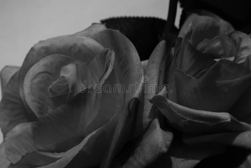 Bello Color Abstracto Flores Negras Sobre Fondo Blanco Y Marco Azul Gráfico De Flores Blancas Y Textura De Hojas Oscuras Oscuro Foto de archivo - Imagen de fondo, flora: 181480946 Bello Color Abstracto Flores Negras Sobre Fondo Blanco Y Marco Azul Gráfico De Flores Blancas Y Textura De Hojas Oscuras Oscuro Foto de archivo - Imagen de fondo, flora: 181480946