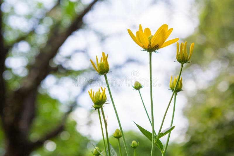 Bello coneflower con luce solare fotografia stock libera da diritti Bello coneflower con luce solare fotografia stock libera da diritti