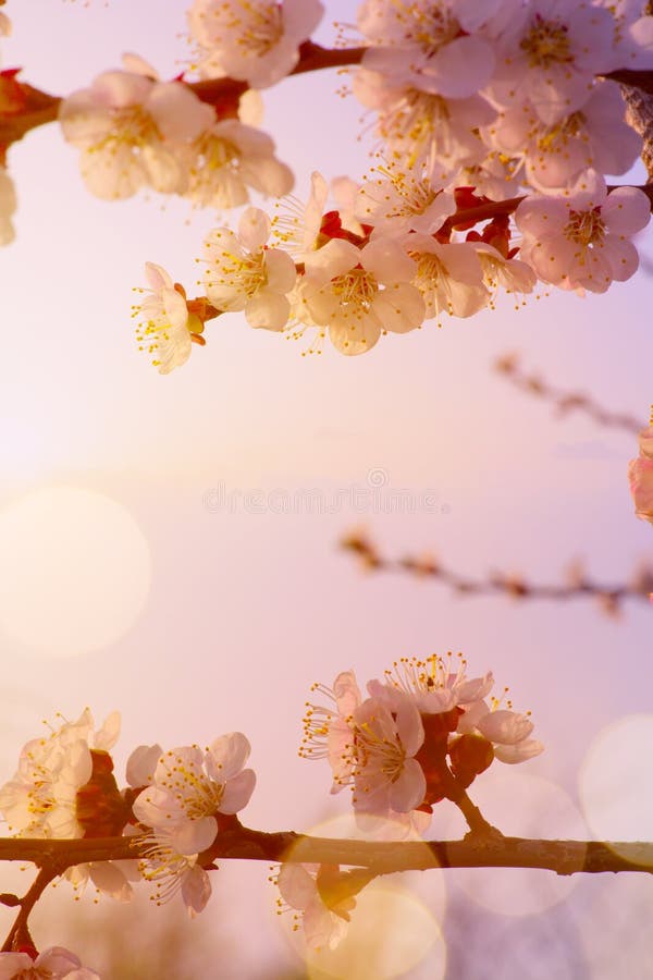Bello confine dei fiori della primavera; Fondo floreale con l'albero di fioritura rosa fotografia stock Bello confine dei fiori della primavera; Fondo floreale con l'albero di fioritura rosa fotografia stock