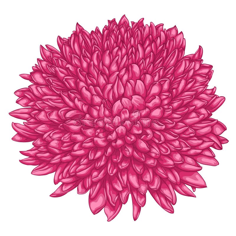 Bellissimo crisantemo rosa isolato su sfondo bianco illustrazione vettoriale
