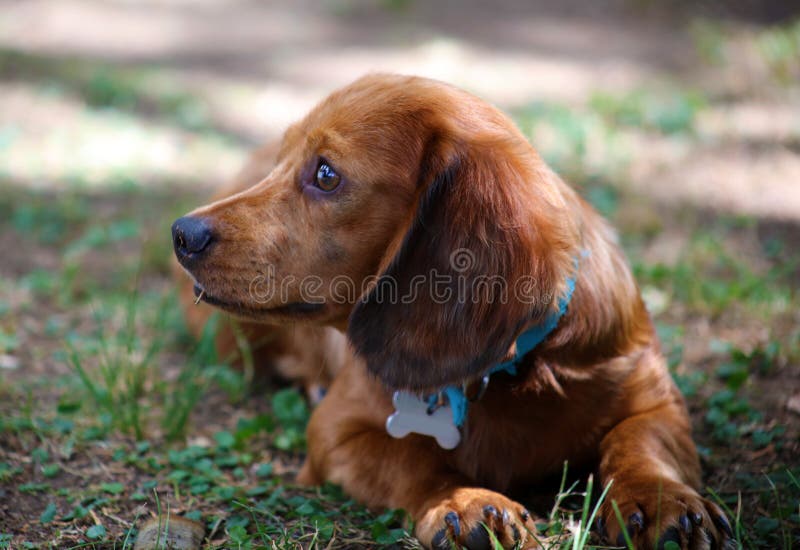 Bello cucciolo del piccolo del bassotto tedesco cane sveglio della salciccia fotografia stock Bello cucciolo del piccolo del bassotto tedesco cane sveglio della salciccia fotografia stock