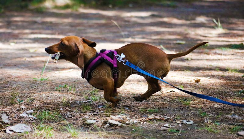 Bello cucciolo del piccolo del bassotto tedesco cane sveglio della salciccia immagini stock libere da diritti Bello cucciolo del piccolo del bassotto tedesco cane sveglio della salciccia immagini stock libere da diritti