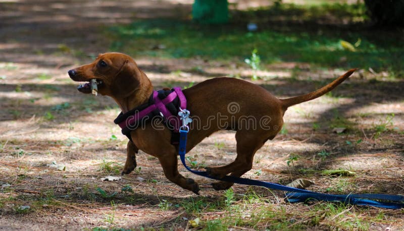 Bello cucciolo del piccolo del bassotto tedesco cane sveglio della salciccia fotografie stock libere da diritti Bello cucciolo del piccolo del bassotto tedesco cane sveglio della salciccia fotografie stock libere da diritti