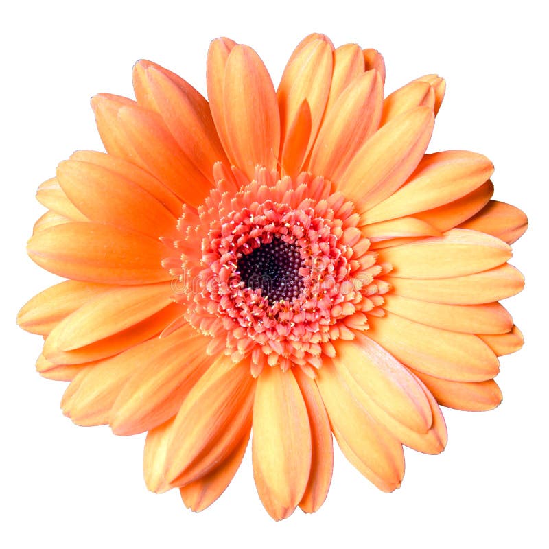 Bello fiore arancio della margherita della gerbera isolato sul primo piano bianco del fondo immagine stock Bello fiore arancio della margherita della gerbera isolato sul primo piano bianco del fondo immagine stock