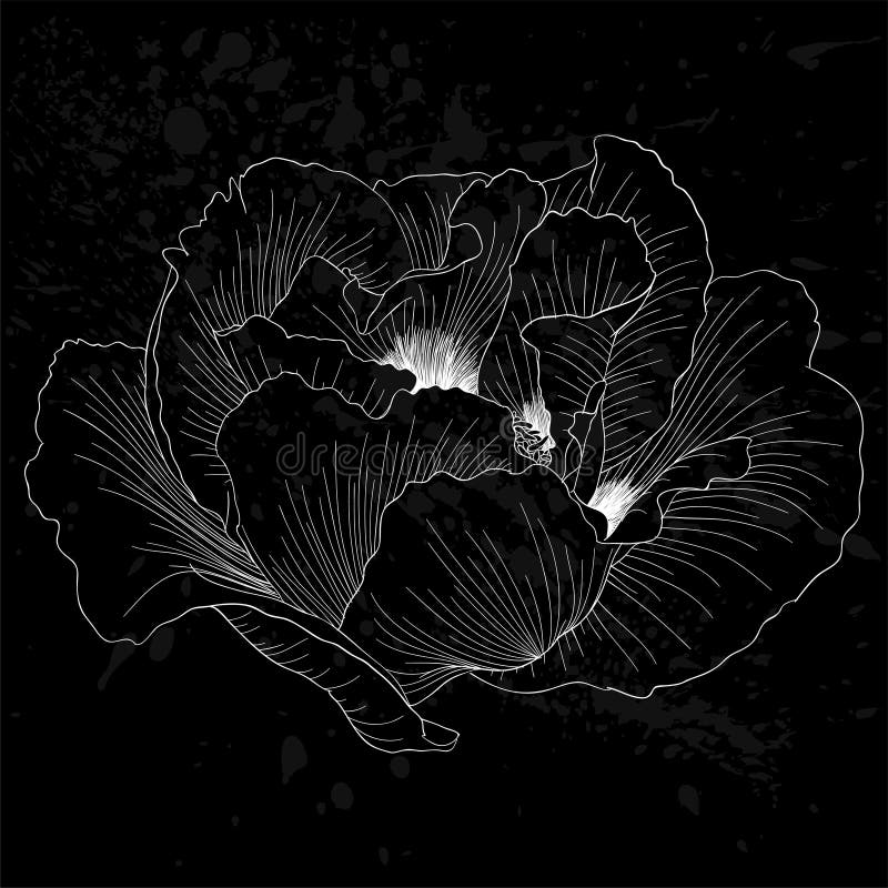 Bello fiore in bianco e nero monocromatico di paeonia arborea della pianta (peonia dell'albero) isolato illustrazione vettoriale Bello fiore in bianco e nero monocromatico di paeonia arborea della pianta (peonia dell'albero) isolato illustrazione vettoriale