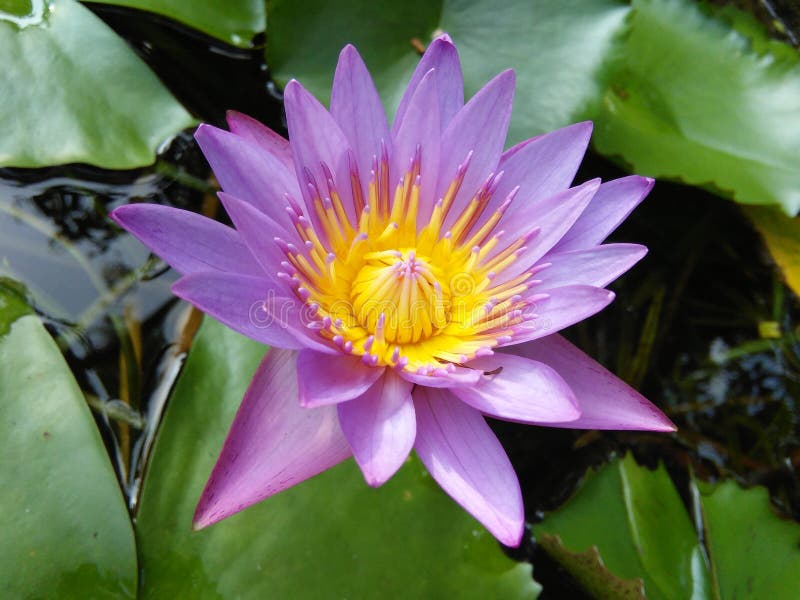 Bello fiore blu del giglio delle foto naturali della Sri Lanka immagini stock libere da diritti Bello fiore blu del giglio delle foto naturali della Sri Lanka immagini stock libere da diritti