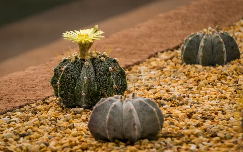 BELLO FIORE DEL CACTUS SULLE PICCOLE ROCCE fotografie stock BELLO FIORE DEL CACTUS SULLE PICCOLE ROCCE fotografie stock
