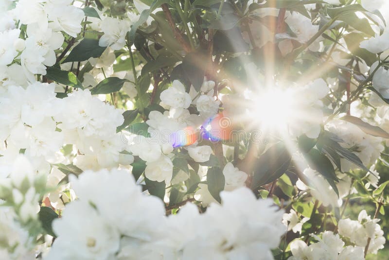 Bello fiore del gelsomino nell'uguagliare la luce di tramonto del giardino di estate Esponga al sole i fasci e l'arcobaleno attra fotografie stock Bello fiore del gelsomino nell'uguagliare la luce di tramonto del giardino di estate Esponga al sole i fasci e l'arcobaleno attra fotografie stock