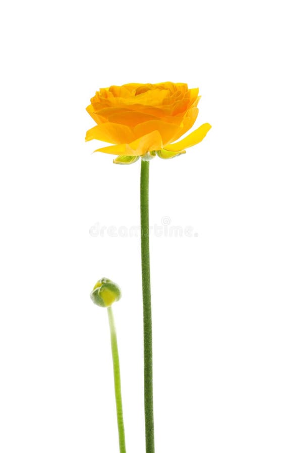 Bello fiore del ranunculus della molla su bianco immagine stock