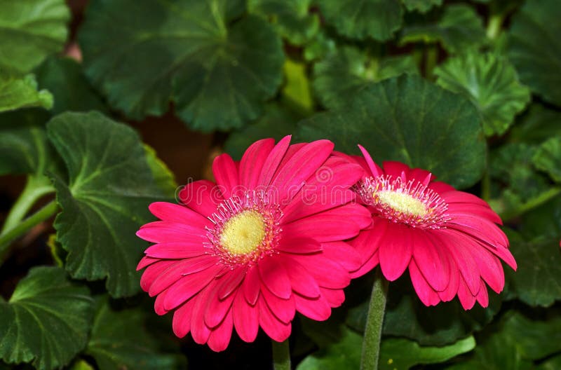 Bello fiore della gerbera in giardino Fiorisca la decorazione di nozze, fondo di fioritura del bello fiore della gerbera Fuoco se fotografie stock libere da diritti Bello fiore della gerbera in giardino Fiorisca la decorazione di nozze, fondo di fioritura del bello fiore della gerbera Fuoco se fotografie stock libere da diritti
