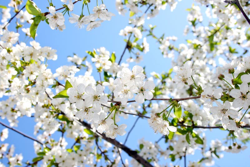 Bellissimo fiore di ciliegio contro un cielo azzurro fotografie stock