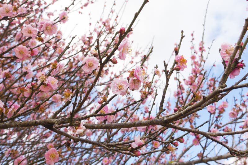 Bellissimo fiore di ciliegio o Sakura fotografie stock libere da diritti