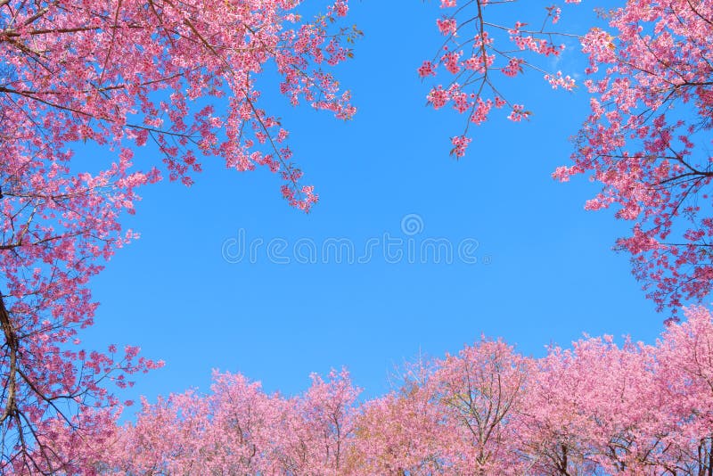 Bellissimo fiore di ciliegio in primavera fotografie stock