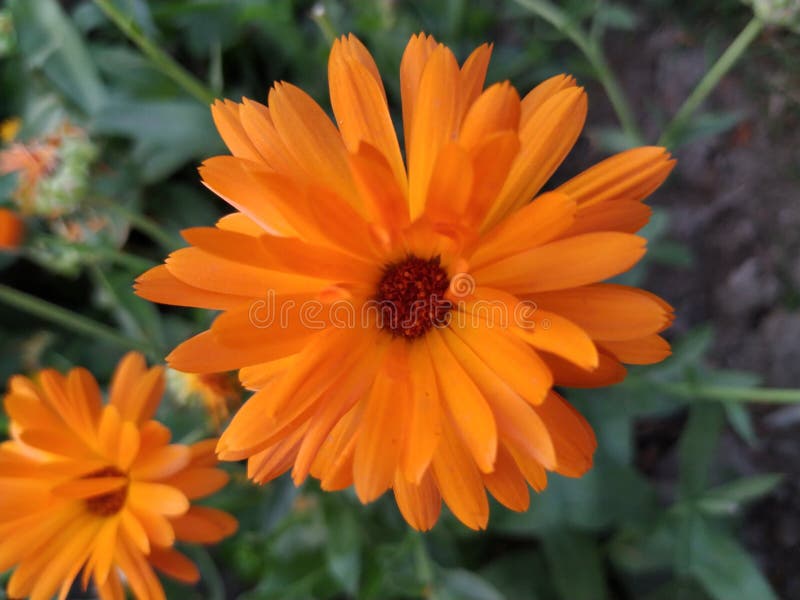 Bello fiore di colore arancio con i punti marrone-rosso di colore nel centro immagini stock libere da diritti Bello fiore di colore arancio con i punti marrone-rosso di colore nel centro immagini stock libere da diritti