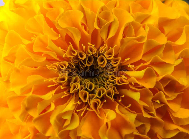 Bello fiore giallo dorato fotografia stock Bello fiore giallo dorato fotografia stock