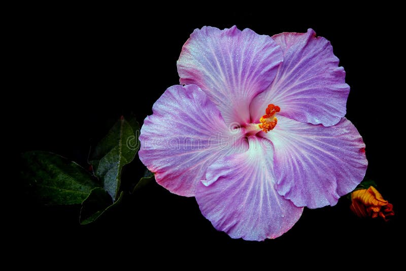 Bello fiore porpora cinese dell'ibisco immagine stock Bello fiore porpora cinese dell'ibisco immagine stock