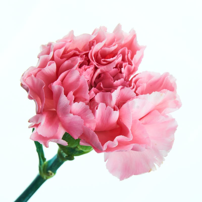 Bello fiore rosa del garofano con il gambo