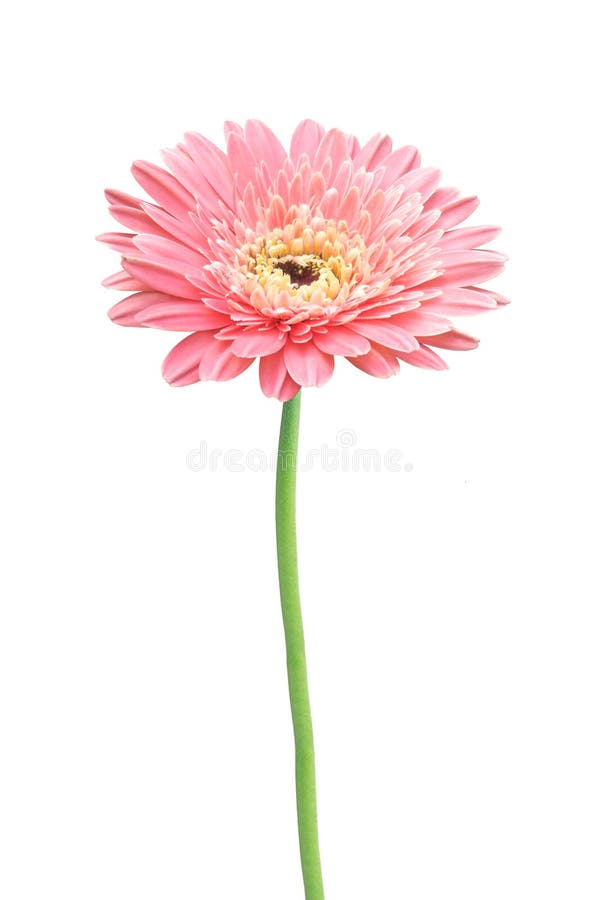 Bello fiore rosa della margherita della gerbera isolato fotografia stock Bello fiore rosa della margherita della gerbera isolato fotografia stock