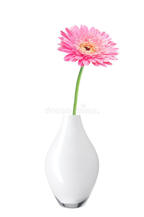 Bello fiore rosa della margherita della gerbera in vaso