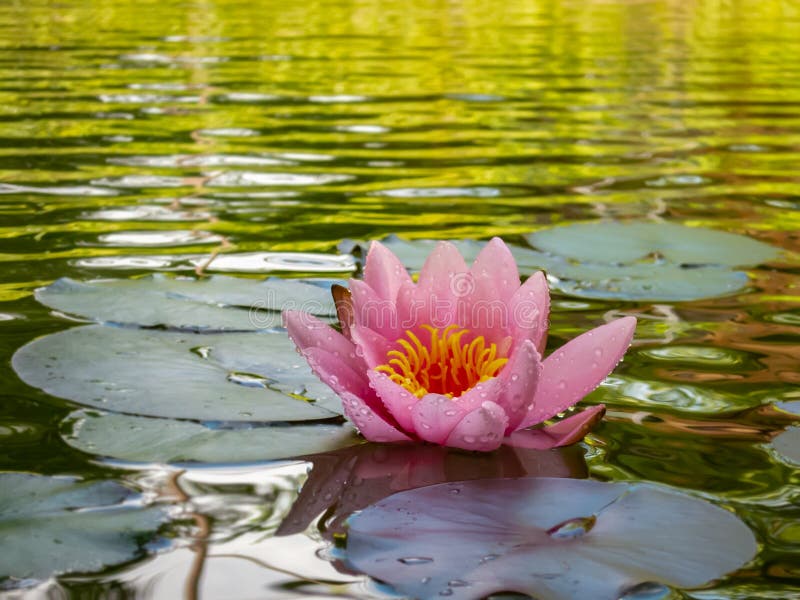 Bello fiore rosa di loto o della ninfea, petali con le gocce di acqua o rugiada Nymphaea Marliacea Rosea sul bello stagno del gia fotografie stock Bello fiore rosa di loto o della ninfea, petali con le gocce di acqua o rugiada Nymphaea Marliacea Rosea sul bello stagno del gia fotografie stock
