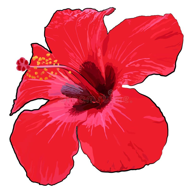 Bello fiore tropicale su un fondo bianco royalty illustrazione gratis Bello fiore tropicale su un fondo bianco royalty illustrazione gratis