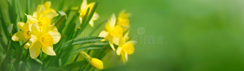 Bello fondo panoramico della primavera con i fiori dei narcisi fotografia stock