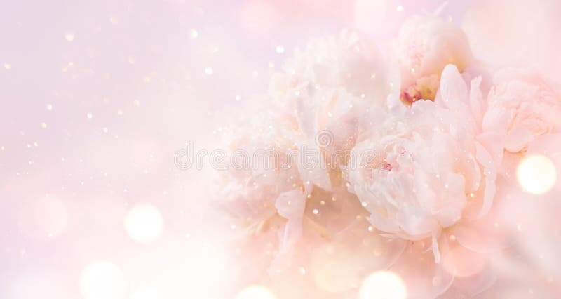 Beautiful pink peony bouquet art background. Blooming pastel peony or roses border flowers card design. Wedding backdrop, Valentine`s Day concept. Beautiful pink peony bouquet art background. Blooming pastel peony or roses border flowers card design. Wedding backdrop, Valentine`s Day concept