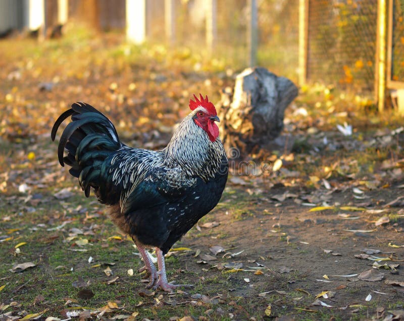 Bello gallo del pollo della roccia di Plymouth con la barra in bianco e nero immagini stock libere da diritti Bello gallo del pollo della roccia di Plymouth con la barra in bianco e nero immagini stock libere da diritti