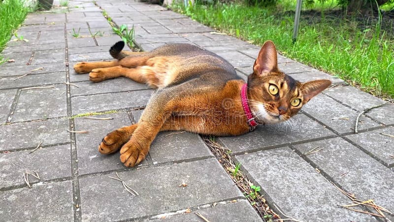 Bello gato abisino en un retrato de cuello cerrado adornado en un paseo por la calle