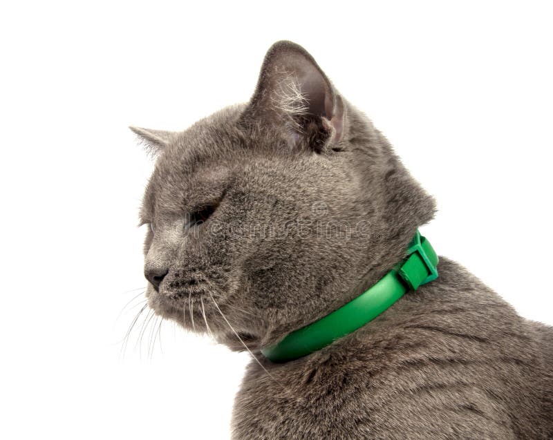 bello gatto britannico grigio blu isolato sul bianco fotografia stock libera da diritti bello gatto britannico grigio blu isolato sul bianco fotografia stock libera da diritti
