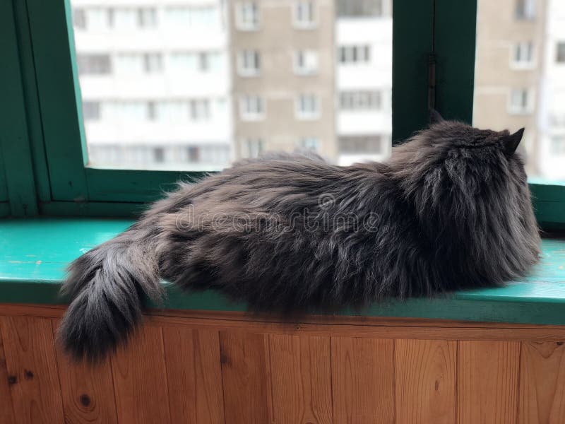 Bello gatto che riposa sul davanzale immagini stock Bello gatto che riposa sul davanzale immagini stock